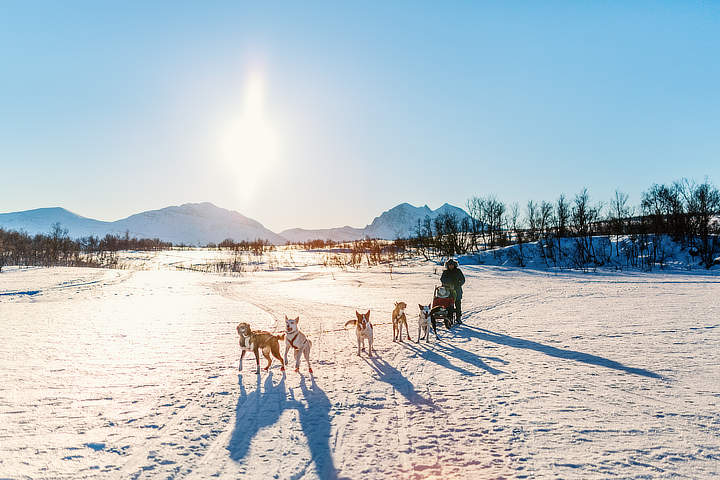 Husky sledetocht Lapland Finland