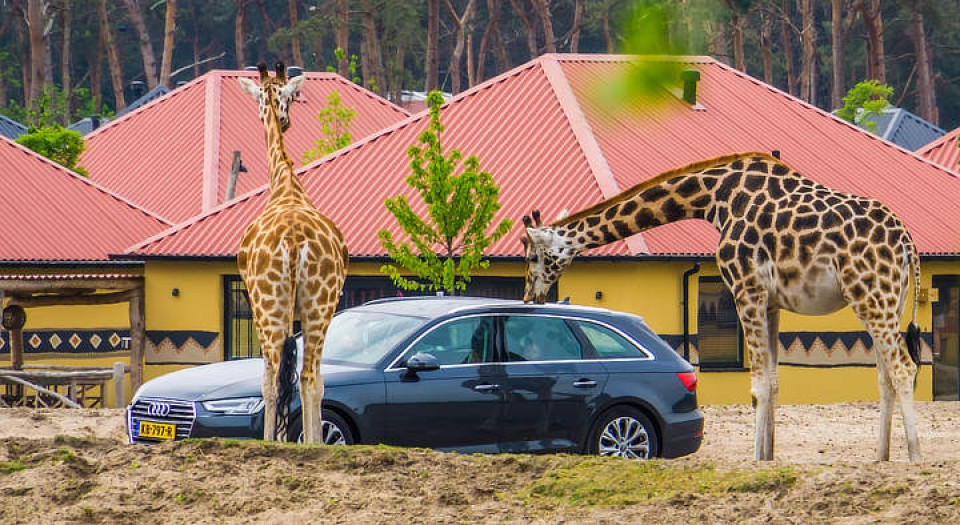 Safaripark Beekse Bergen
