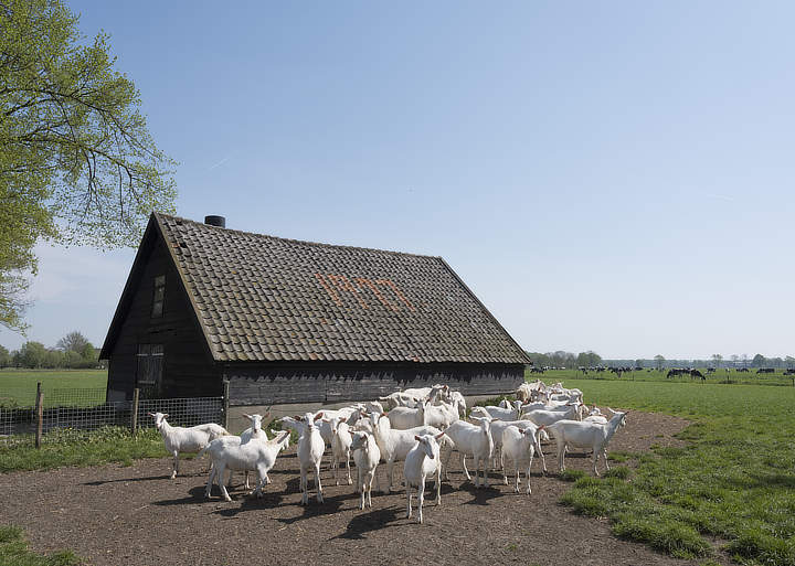 geiten Utrechtse Heuvelrug