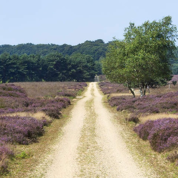 Vakantie Gelderland: Van Veluwe tot historische steden