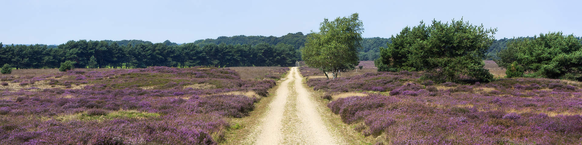 Veluwe Gelderland