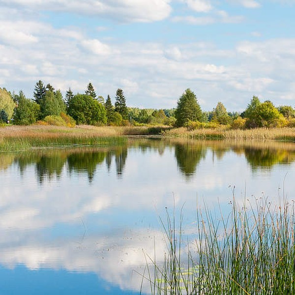 Vakantie Estland: van middeleeuwse steden tot uitgestrekte bossen