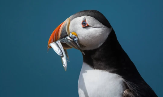 IJsland Reykjavik Ontdek IJsland in 8 dagen