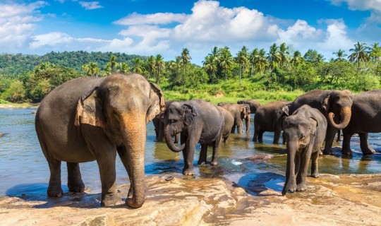 Sri Lanka  Groepsrondreis Sri Lanka en Malediven